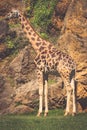 Eating giraffe on safari wild drive Royalty Free Stock Photo