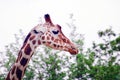 Eating giraffe spoiling leaves Royalty Free Stock Photo