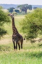 Eating giraffe in the Tarangire Park, Tanzania Royalty Free Stock Photo