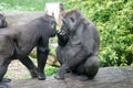 Eating gorillas