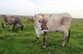 eating grass cows on a pasture Royalty Free Stock Photo