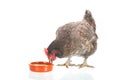 Eating gray chicken isolated over white Royalty Free Stock Photo