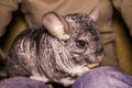 Eating grey chinchilla