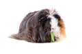 Eating guinea pig Royalty Free Stock Photo