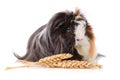 Eating guinea pig Royalty Free Stock Photo