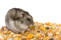 Eating Hamster Royalty Free Stock Photo