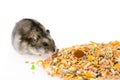 Eating Hamster Royalty Free Stock Photo