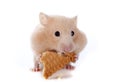 Eating hamster Royalty Free Stock Photo