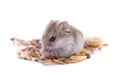 Eating hamster isolated on white. Royalty Free Stock Photo