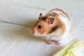 Eating hamster on white boards Royalty Free Stock Photo