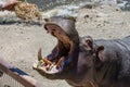 Eating hippopotamus