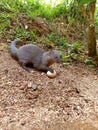 Eating a indian gray mongoose egg Royalty Free Stock Photo