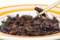 Eating insect Royalty Free Stock Photo