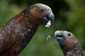 Eating kaka's Royalty Free Stock Photo