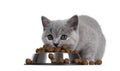 Eating kitten on white background Royalty Free Stock Photo