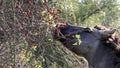 Eating Konik horse, Bisonbaai, Netherlands