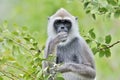 Closeup portrait of Tufted gray langur Semnopithecus priam.