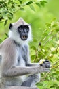 Eating langur. Closeup portrait of Tufted gray langur Semnopithecus priam, also known as Madras gray langur, and Coromandel sacr