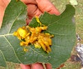 eating on leaves, spicy delicious indian cabbage curry on a green leaf Royalty Free Stock Photo