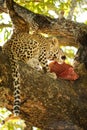 Eating leopard cub