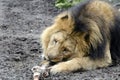 Eating Lion