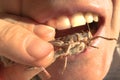 Eating locust insect