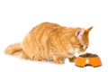 Eating maine coon cat with food bowl on white background Royalty Free Stock Photo