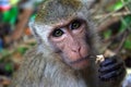 Eating monkey Royalty Free Stock Photo