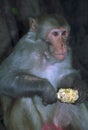 Eating monkey in India Royalty Free Stock Photo