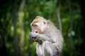 Wet Monkey Eating Snack