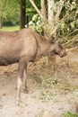 Eating moose in Zurich in Switzerland