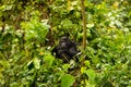 An eating mountain gorilla in Bwindi Nationalpark Uganda