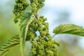 Eating Nettle Seeds. common nettle, stinging nettle or nettle leaf, Nettles from Herb Farm . exclusive larval food