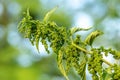 Eating Nettle Seeds. common nettle, stinging nettle or nettle leaf, Nettles from Herb Farm . exclusive larval food