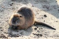 Eating nutria Royalty Free Stock Photo