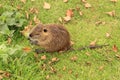 Eating nutria Royalty Free Stock Photo