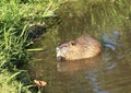 Eating nutria Royalty Free Stock Photo