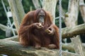 Eating Orang Oetan Royalty Free Stock Photo