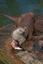 Eating otter Royalty Free Stock Photo