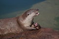 Eating otter Royalty Free Stock Photo