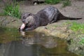 Eating otter Royalty Free Stock Photo