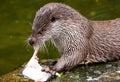 Eating otter Royalty Free Stock Photo