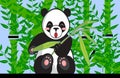 Eating Panda Between Bamboo Plants Royalty Free Stock Photo