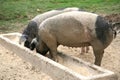 Eating pigs Royalty Free Stock Photo