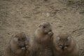 Eating prairie dogs Royalty Free Stock Photo