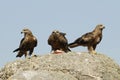 Eating predatory black kites