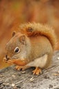 Eating red squirel Royalty Free Stock Photo