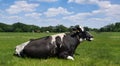 Eating and ruminating black-and-white cow lies in the green grass Royalty Free Stock Photo