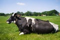 Eating and ruminating black-and-white cow lies in the green grass Royalty Free Stock Photo