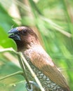 A Scaly-breasted Munia bird calls out to its friends from a twig in Thailand.